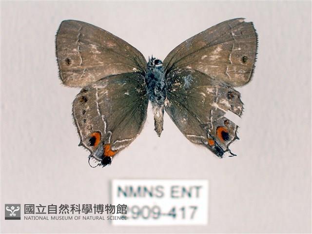 田中洒灰蝶藏品圖，第2張