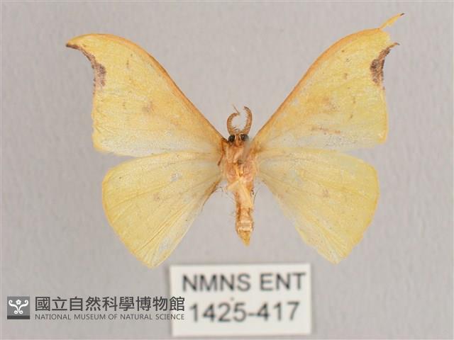 彎黑黃鉤蛾藏品圖，第2張