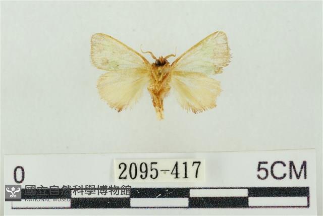 素木綠刺蛾藏品圖，第2張