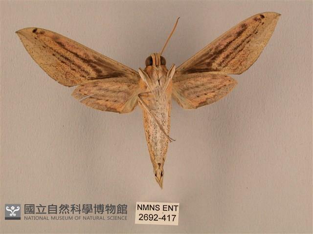 棕綠背線天蛾藏品圖，第2張