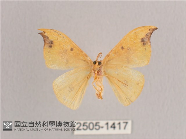 銀斑黃鉤蛾藏品圖，第2張