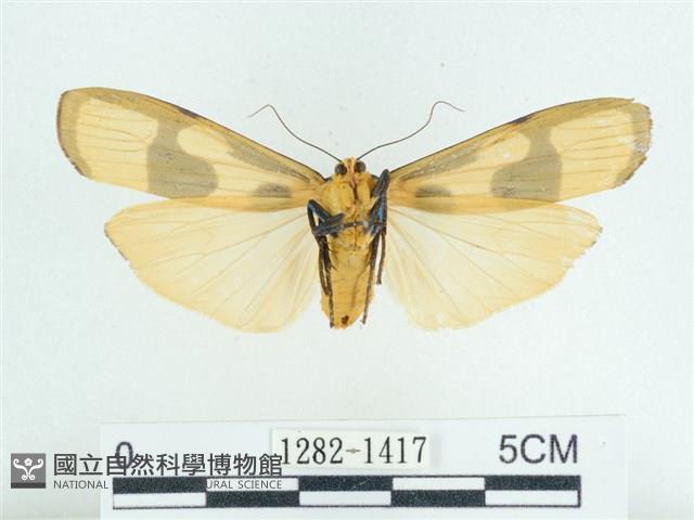 閃光苔蛾藏品圖，第2張