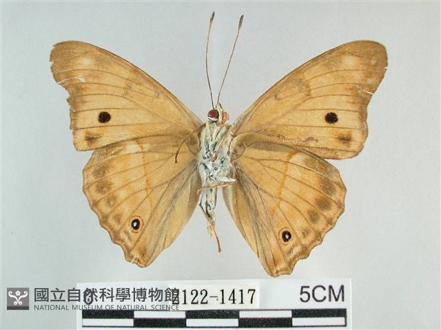 金鎧蛺蝶藏品圖，第2張