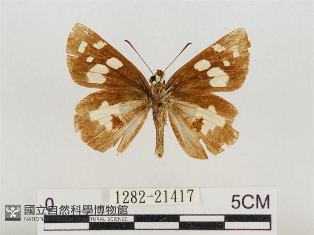 薑弄蝶藏品圖，第2張