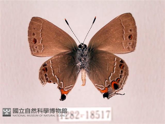 田中洒灰蝶藏品圖，第2張