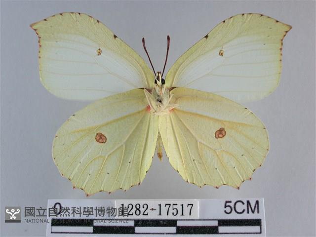 臺灣鉤粉蝶藏品圖，第2張