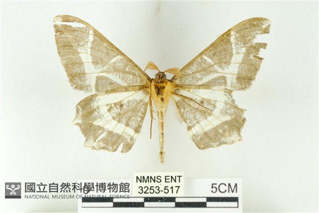 樹形尺蛾藏品圖，第2張