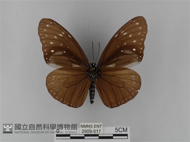 異紋紫斑蝶藏品圖，第2張