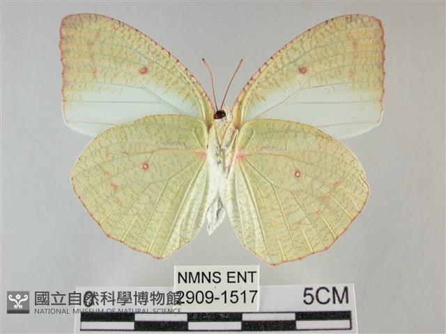 細波遷粉蝶藏品圖，第2張