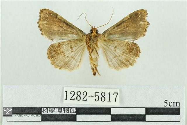 粉紅帶散紋夜蛾藏品圖，第2張