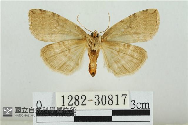 霧社環波紋蛾藏品圖，第2張