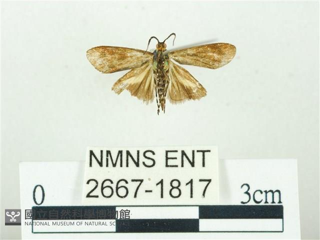 叉紋閃舞蛾藏品圖，第2張