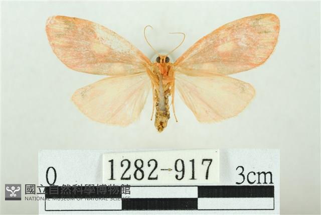 三色豔苔蛾藏品圖，第2張