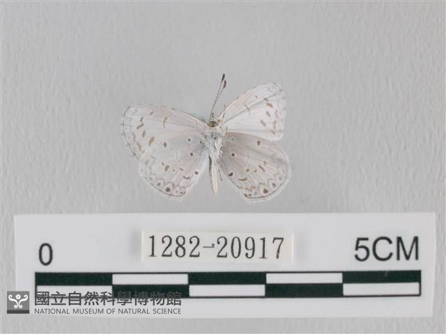 靛色琉灰蝶藏品圖，第2張