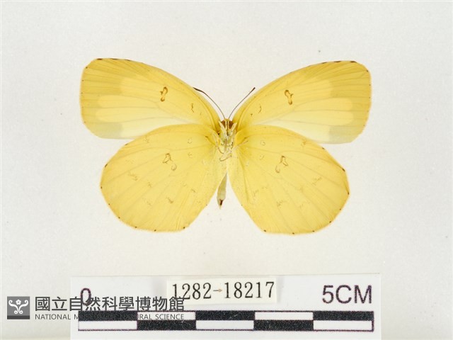 島嶼黃蝶、江崎黃蝶藏品圖，第2張