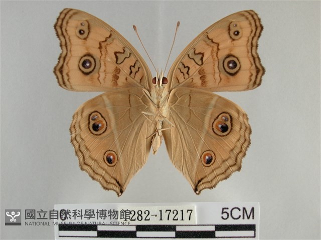 眼蛺蝶、孔雀蛺蝶藏品圖，第2張