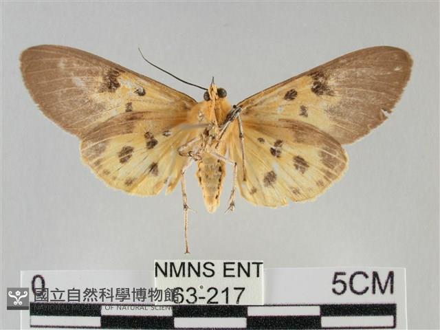 一點擬燈蛾藏品圖，第2張