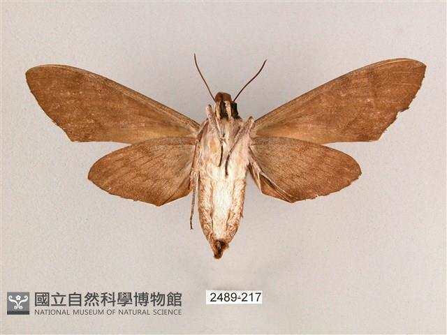 細斜紋霜天蛾藏品圖，第2張