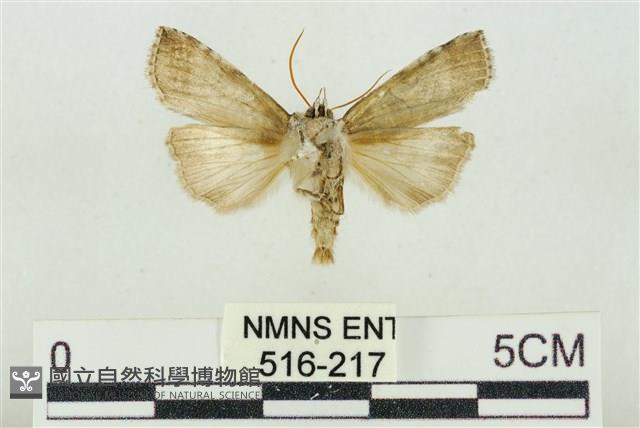 帶波紋蛾藏品圖，第2張