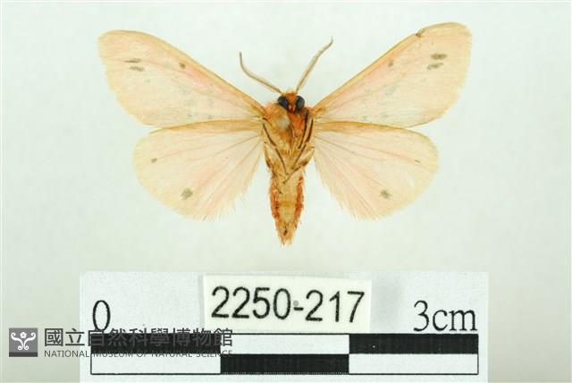 三條橙燈蛾藏品圖，第2張