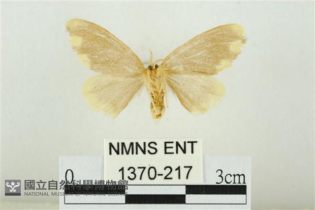 黑翅黃毒蛾藏品圖，第2張