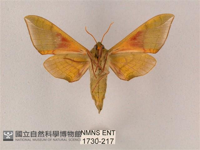 榆綠天蛾藏品圖，第2張