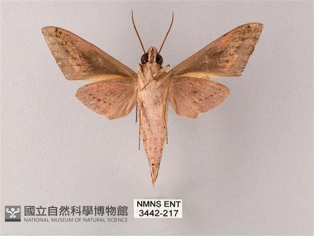 直翅斜紋天蛾藏品圖，第2張