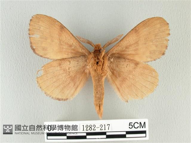 波紋枯葉蛾藏品圖，第2張