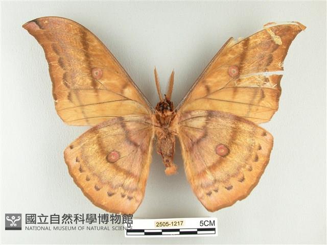 大透目天蠶蛾藏品圖，第2張