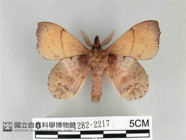 黃斑枯葉蛾藏品圖，第2張