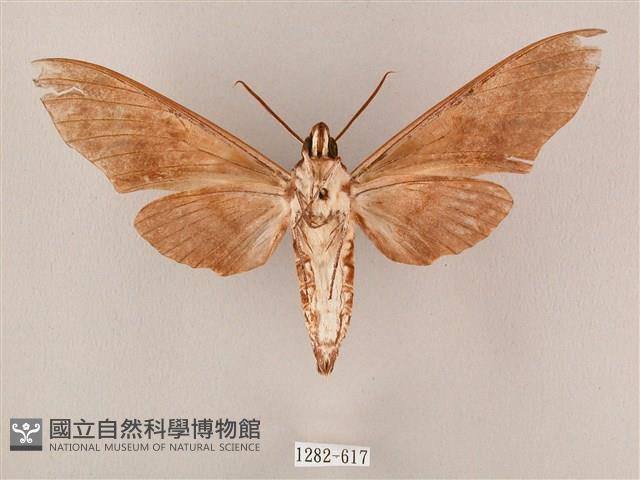 粗斜紋天蛾藏品圖，第2張