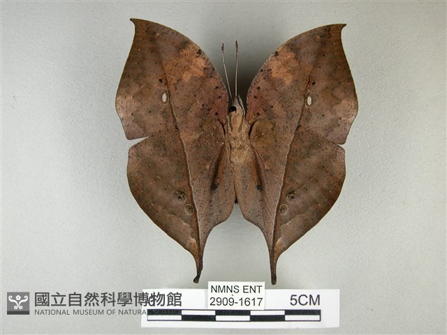 枯葉蝶藏品圖，第2張