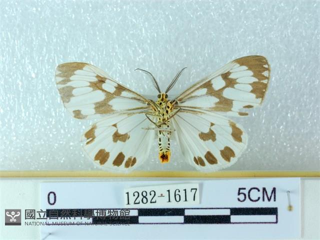 粉蝶燈蛾藏品圖，第2張