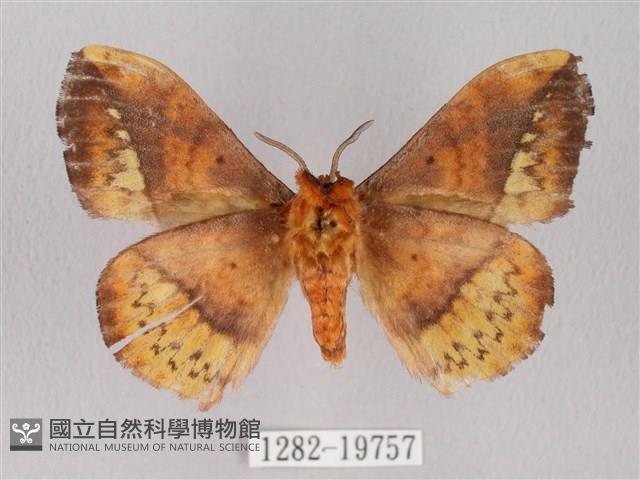 埔里帶蛾藏品圖，第2張