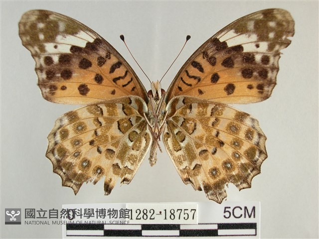 斐豹蛺蝶藏品圖，第2張