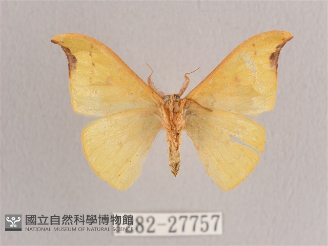 彎黑黃鉤蛾藏品圖，第2張