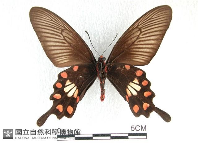 紅珠鳳蝶藏品圖，第2張