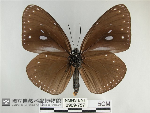 圓翅紫斑蝶藏品圖，第2張