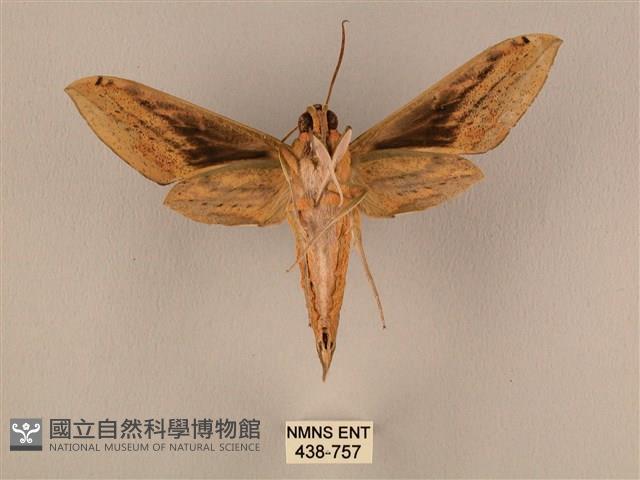 棕綠背線天蛾藏品圖，第2張