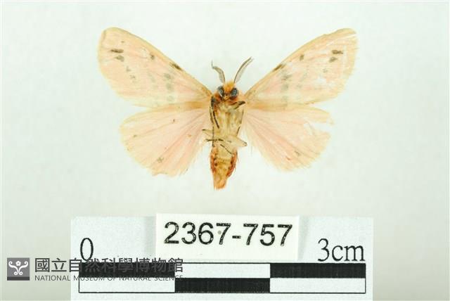 三條橙燈蛾藏品圖，第2張