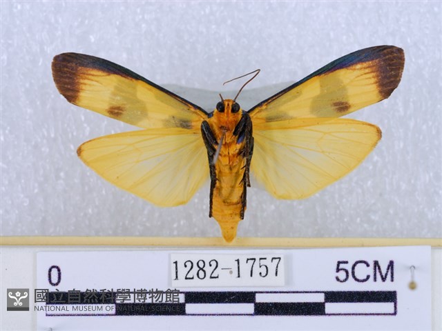 閃光苔蛾藏品圖，第2張