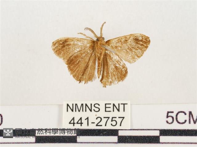 小白紋毒蛾藏品圖，第2張