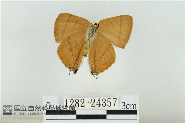 霓彩燕灰蝶藏品圖，第2張