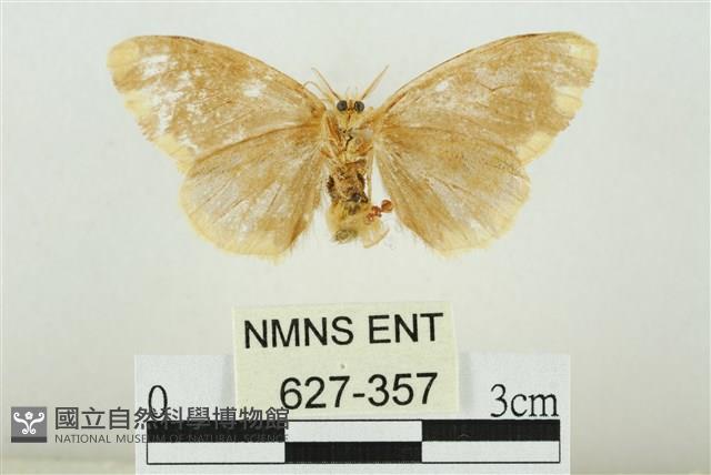 黑翅黃毒蛾藏品圖，第2張