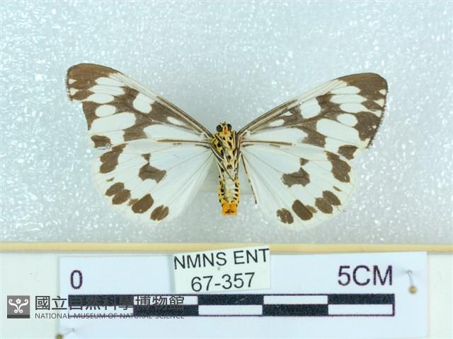 粉蝶燈蛾藏品圖，第2張