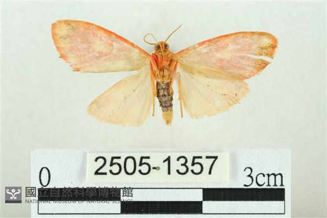 三色豔苔蛾藏品圖，第2張