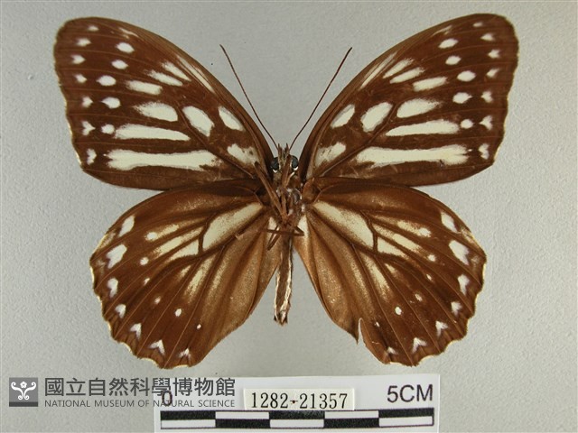 臺灣斑眼蝶藏品圖，第2張