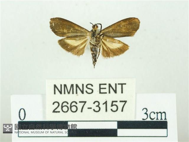 叉紋閃舞蛾藏品圖，第2張