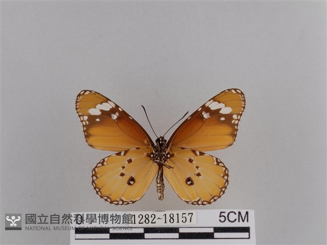 樺斑蝶藏品圖，第2張