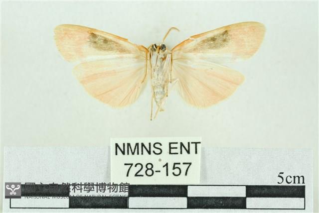 臺雪苔蛾藏品圖，第2張